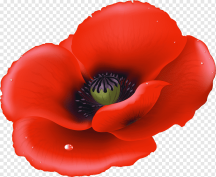 C:\Users\Olena\Desktop\png-transparent-poppy-graphy-flower-poppy-photography-flower-common-poppy.png